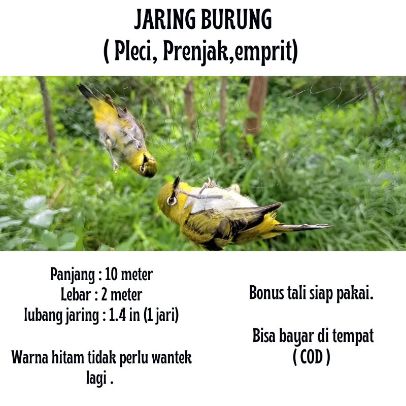 jaring jala burnung kecil burung pleci burung emprit burung prenjak lumut