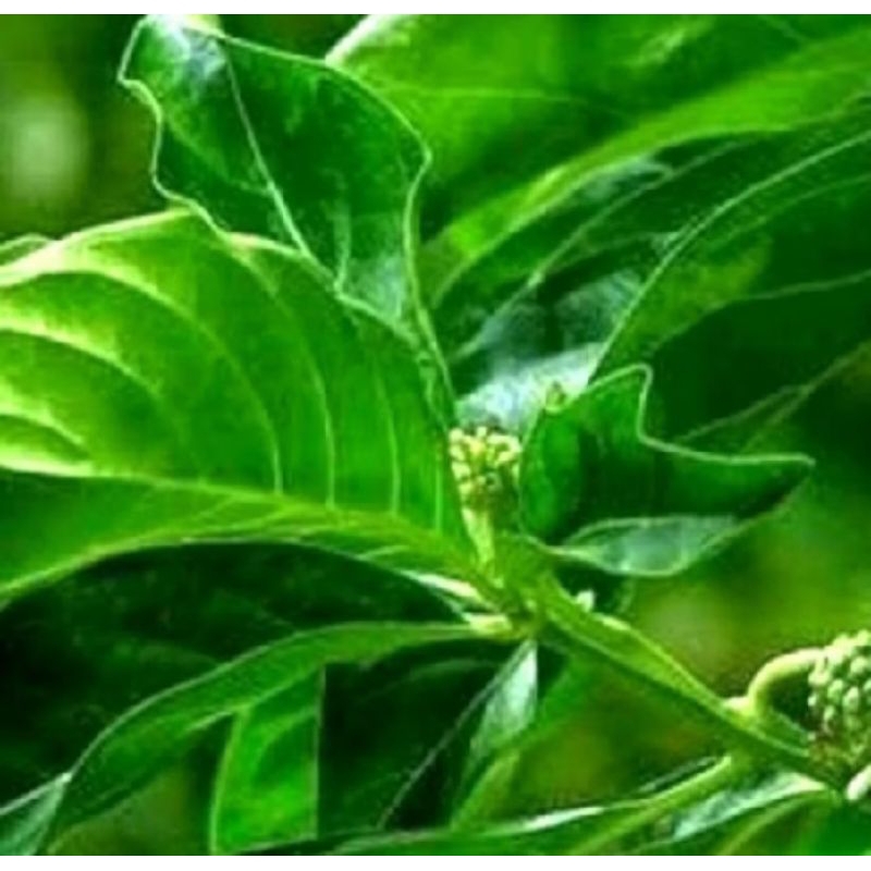 

daun mengkudu segar 50lembar/bubuk mengkudu murni 1kg