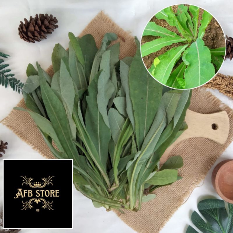 

Daun Tempuyung Segar Herbal Batu Ginjal Isi 1 Kg