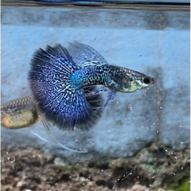 Hiasan Aquarium Ikan Guppy Blue Dragon Ribbon