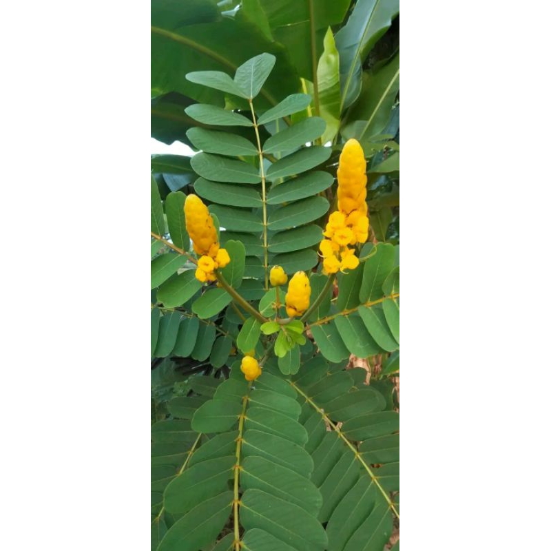 

Daun Ketepeng fresh 100 gram