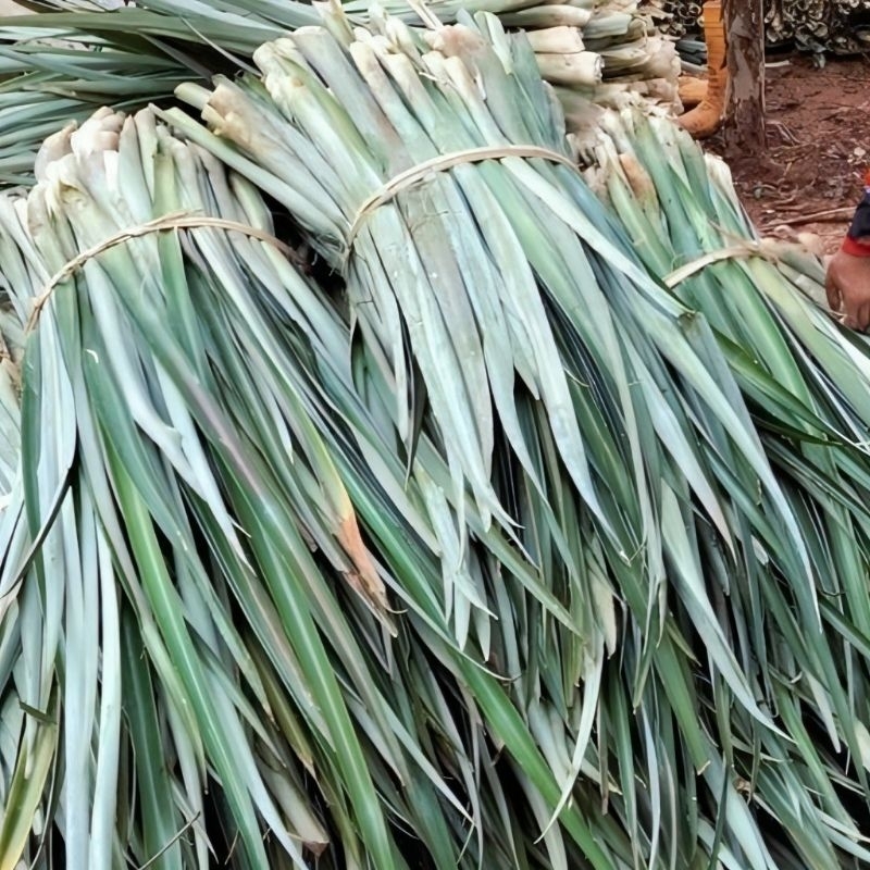 

Daun Nanas per 1 iket 250 gram