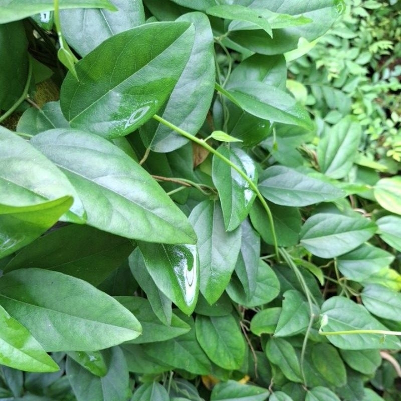 

daun cincau hijau fresh