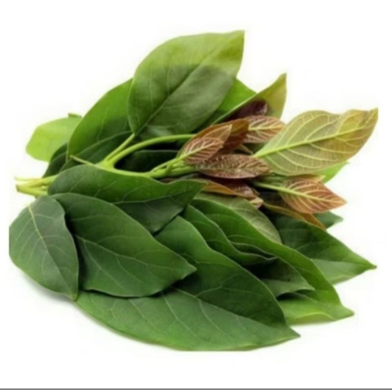 

daun alpukat herbal alami 50 lembar