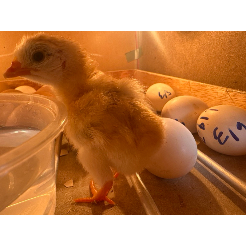 Telur Fertil atau DOC Ayam Elba atau White Leghorn atau Ayam Arab | AyamBebek.com [PRE-ORDER]