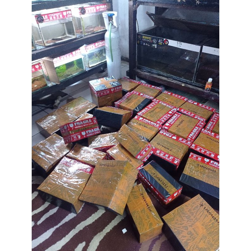 

kardus packing limbata pair alam