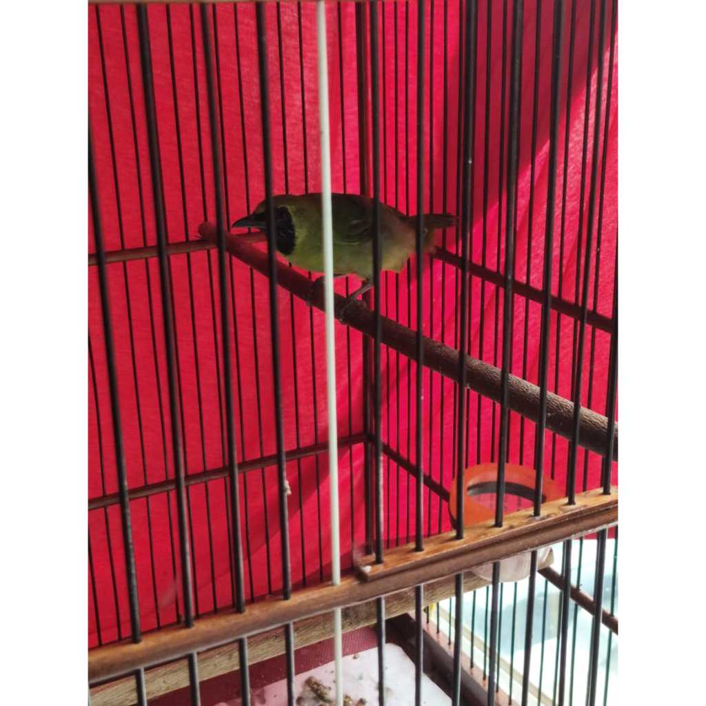 Cucak ijo banyuwangi fullset kandang