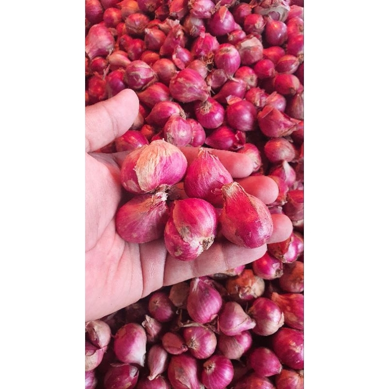 

bawang merah nganjuk ukuran jumbo 1kg