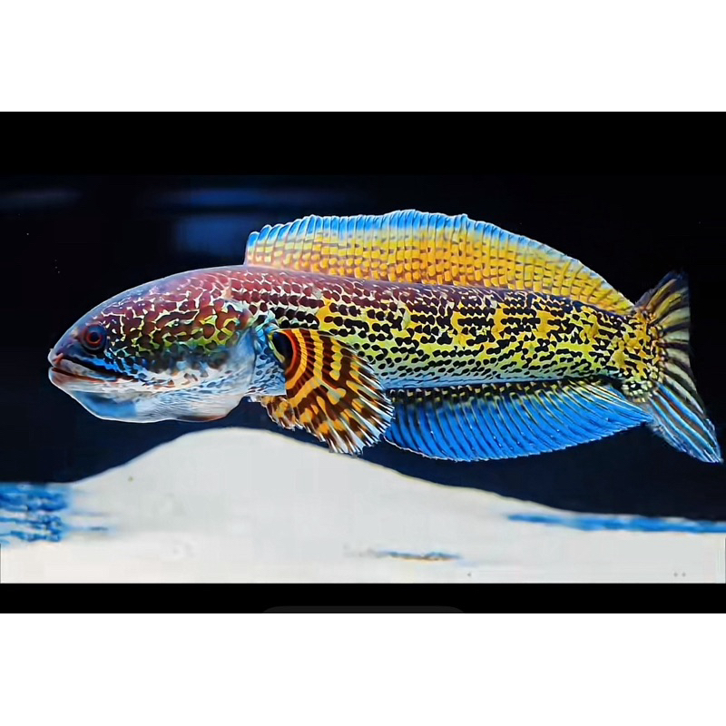 (COD) beby chana auranti 3cm bonus pelet