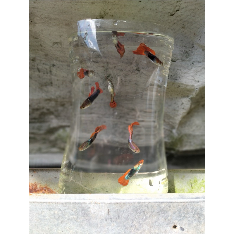 hiasan aquarium paket guppy cendolan isi 5