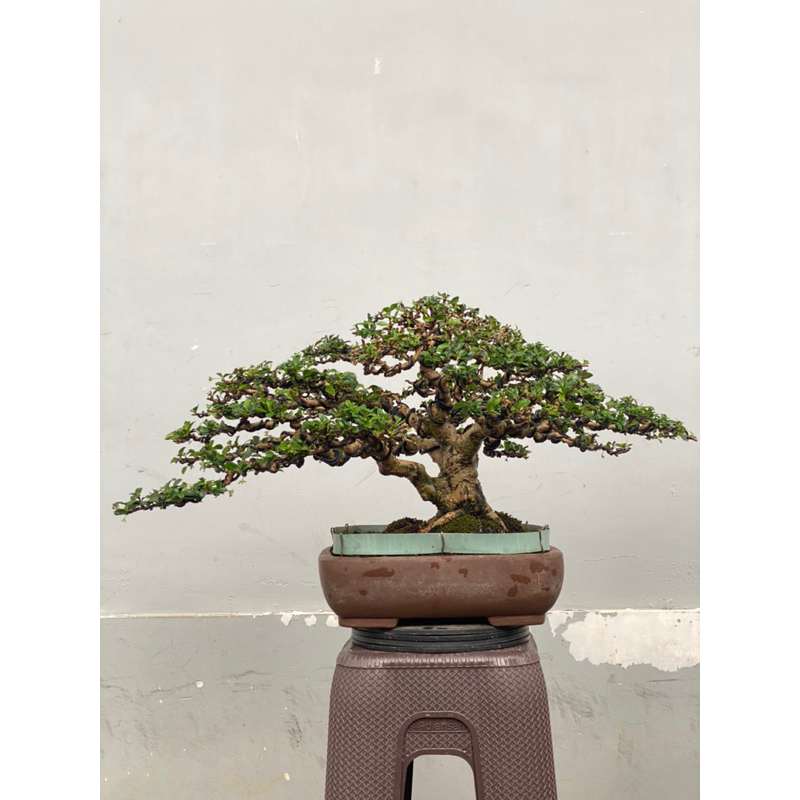 bonsai hokiantea jadi sesuai foto