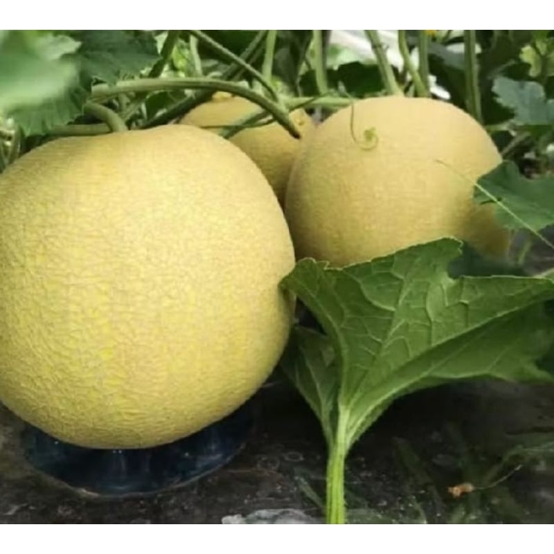 BANTING HARGA BIBIT BENIH MELON MADU benih buah tanaman melon