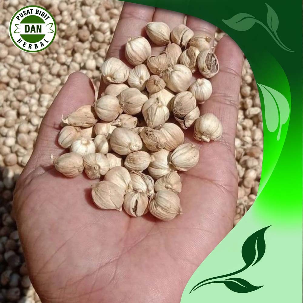 

kapulaga kering 100 gram rempah rempah herbal terbaik