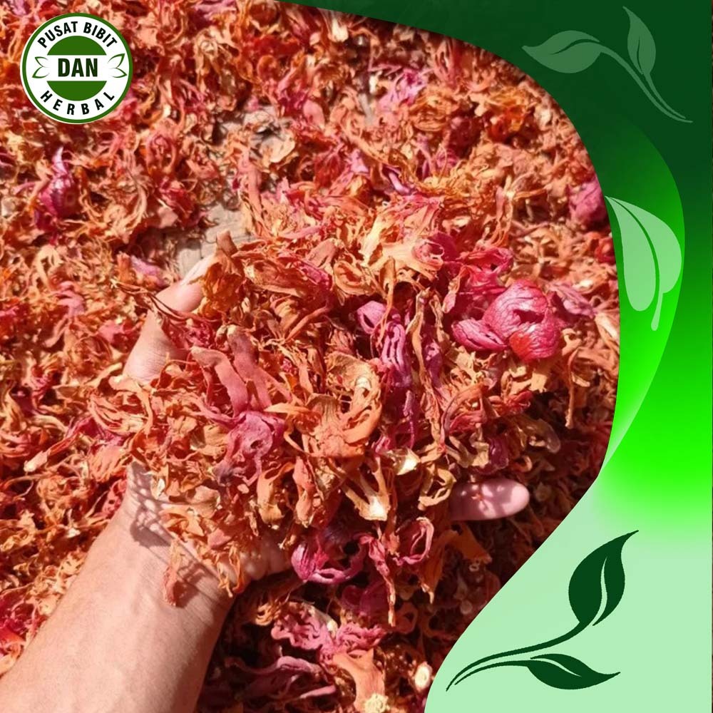 

Bunga pala sempra 1 kg kualitas unggul