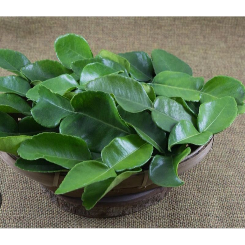 

DAUN JERUK PURUT SEGAR 100g