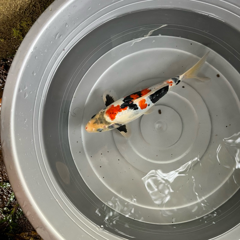 Doitsu Showa Motogoro Rapih 25Cm BU