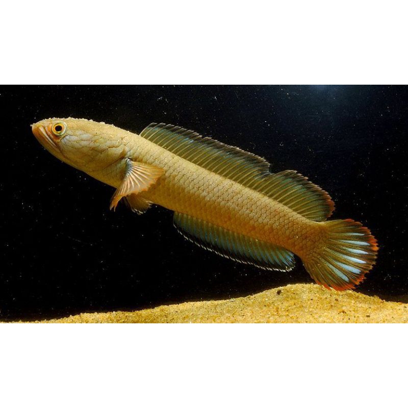 ikan cana hiasan aquarium