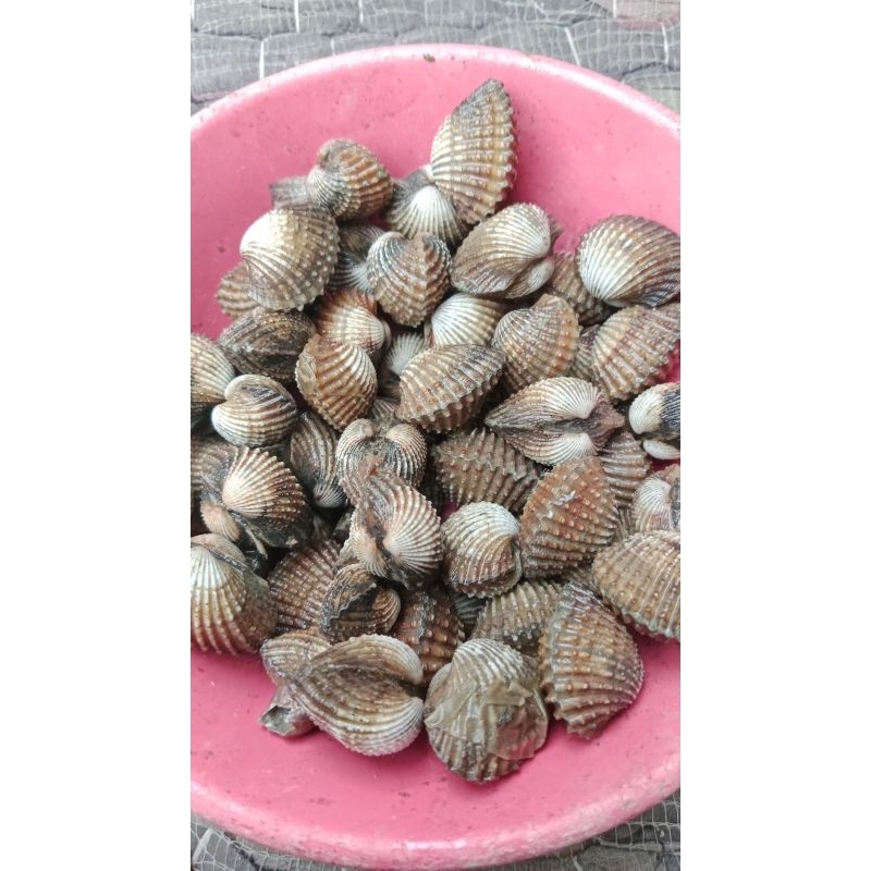 

kerang dara Fress segar