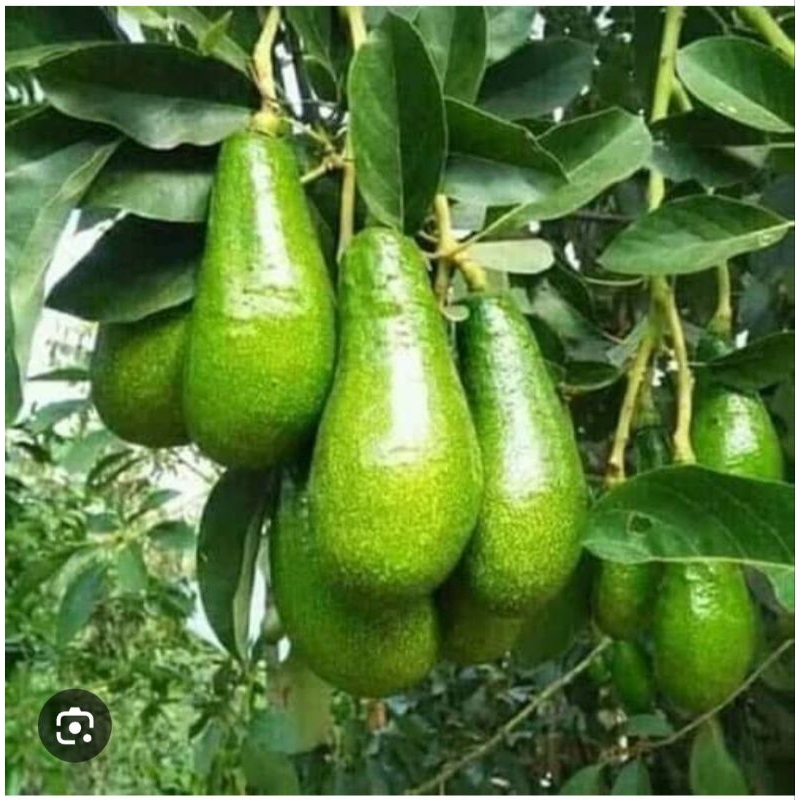 Bibit Alpukat SIGER / Sibatu Ori Beli 5 Bonus 1