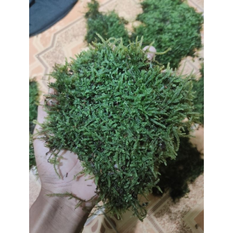 weeping moss darat aquascape paludarium terrarium tanaman air