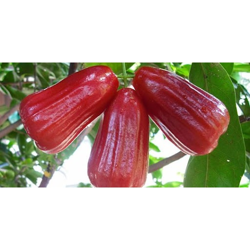 Tanaman Jambu Air Citra Merah Cangkok Batang Besar