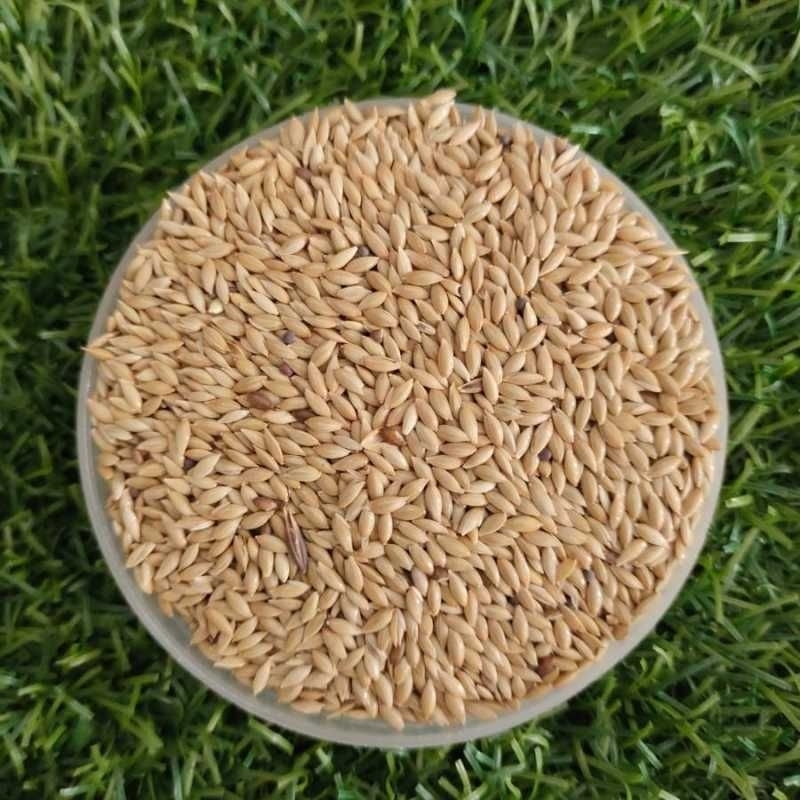 KENARI SEED PAKAN BURUNG KENARI CANARY SEED