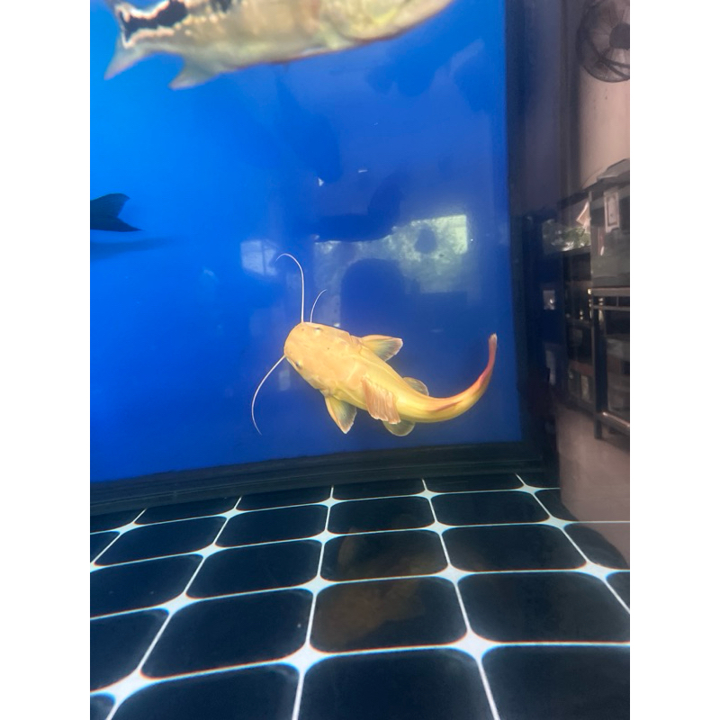 rtc phantom ikan komtank