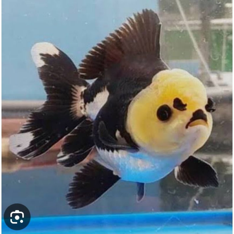 koki panda besar / koki tanco / koki tricolour besar