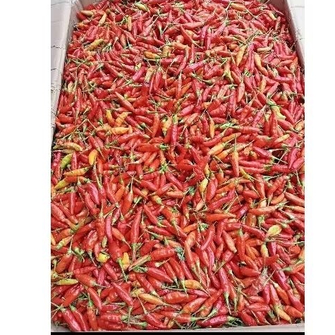 

Cabe / Cabai rawit merah freshh 500 -1kg