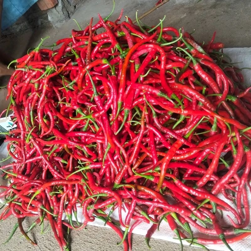 

Cabe Merah Besar 1kg Murah