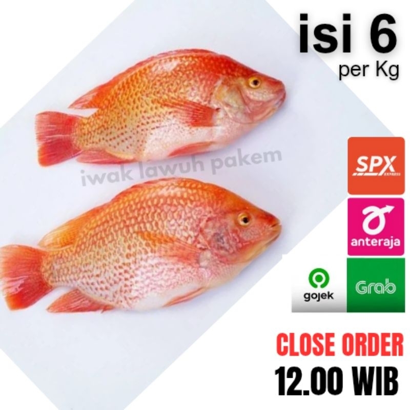 

NILA Segar isi 6 /Kg - kurir SAMEDAY