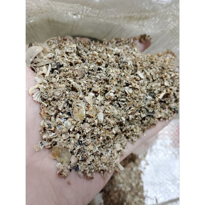 PASIR KERANG 1 KG // MEDIA FILTER AIR AQUARIUM // MENJERNIHKAN AIR // AQUARIUM // AQUASCAPE
