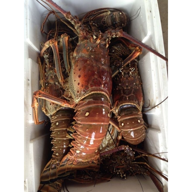 

Lobster besar