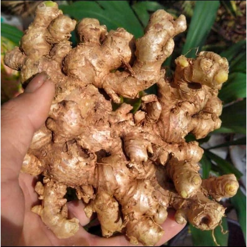 

JAHE EMPRIT SUPER PEDAS BELUM DI CUCi 2 KG.