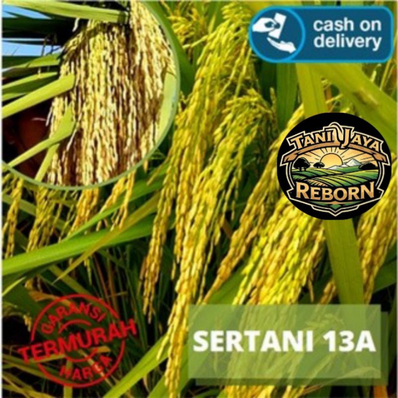 Bibit/benih padi SERTANI-13A SUPER UNGGUL BERKUALITAS (1kg)