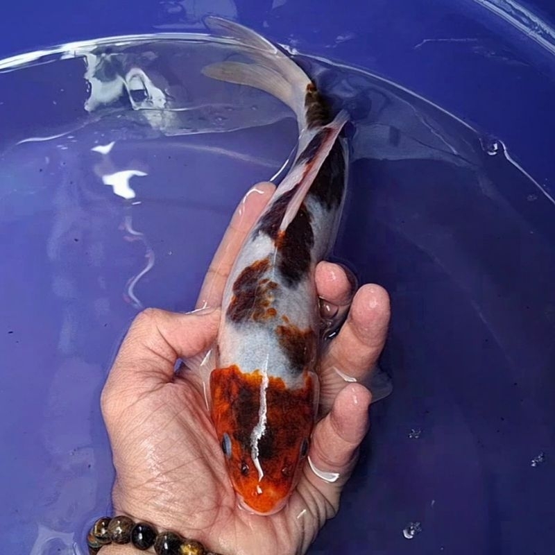 Ikan Koi Blitar Jenis Goromo / Rumah Koi Jakarta / kode 002