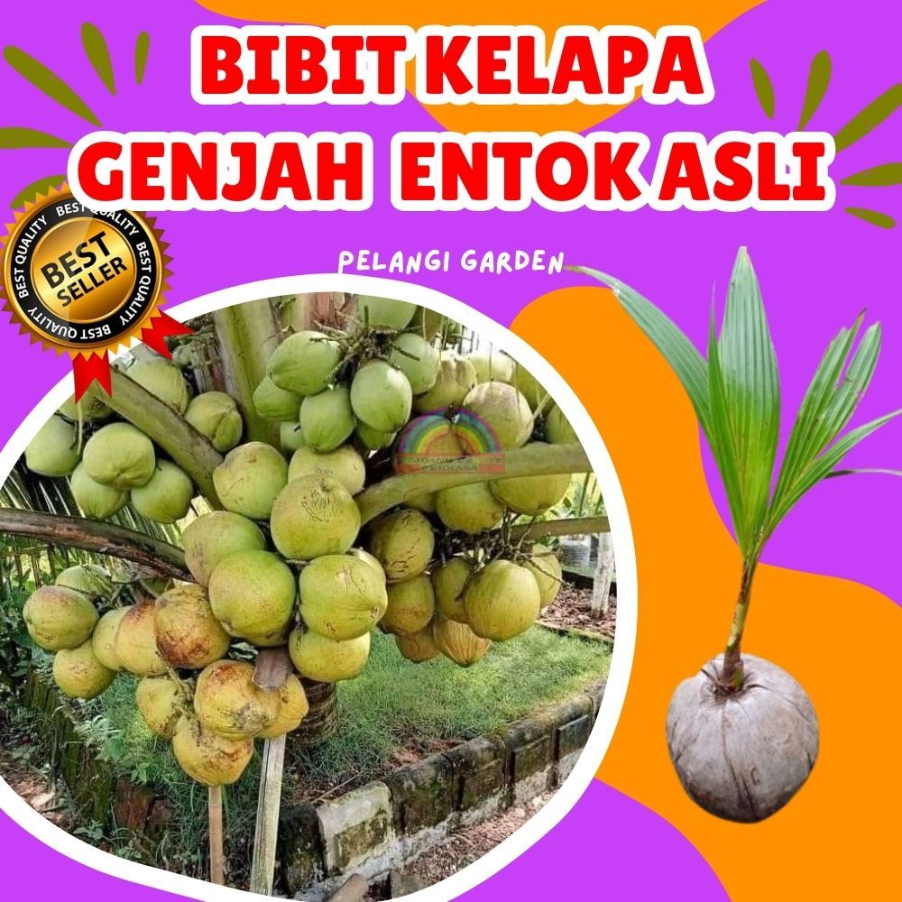 CEPAT BERBUAH.. Bibit Buah Kelapa Hijau