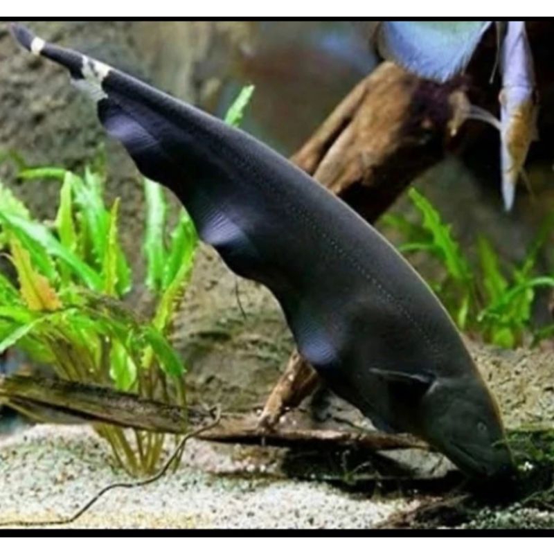 

HIASAN AQUARIUM/BLACK GHOST UKURAN 3 CM