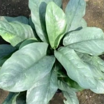 diven silver metalik