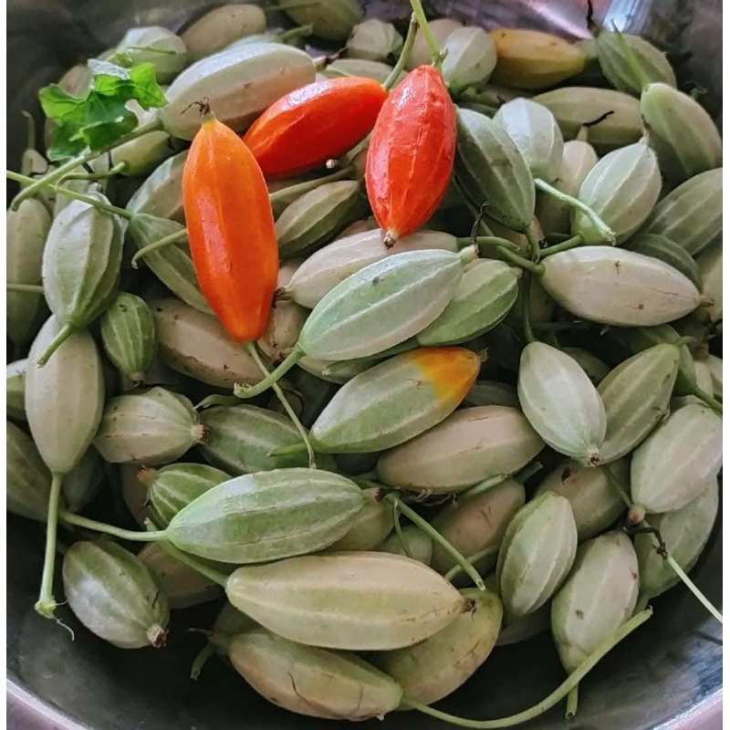 

buah lopang lepang segar lopang hutan 100g