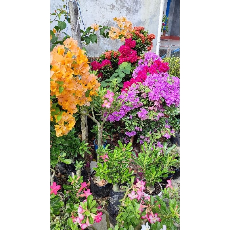 Aneka Bougenville, Mikro Ungu, Singapore merah, merah lokal, kuning, agur ungu fariegata, orange, pu