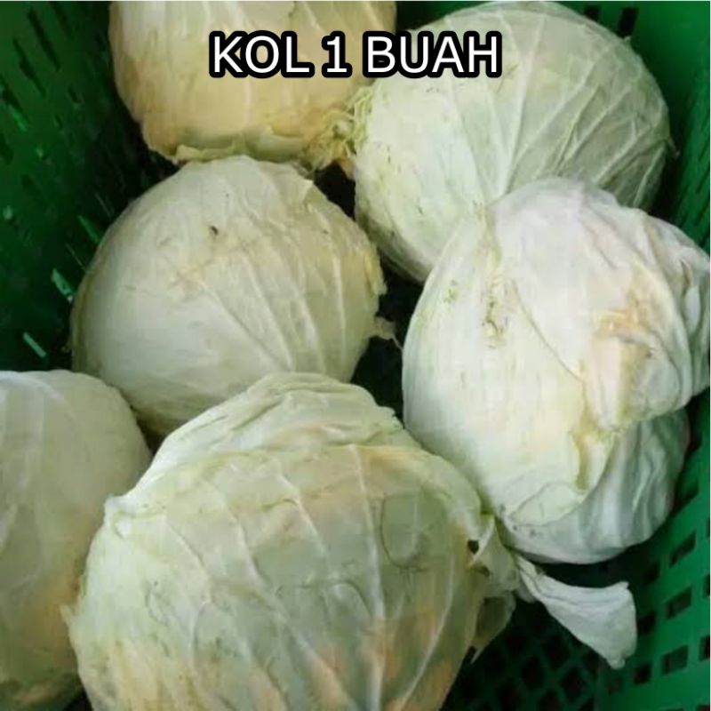 

Buah Kol 1 Buah Utuh ( Berat 1 - 1.5 Kg )