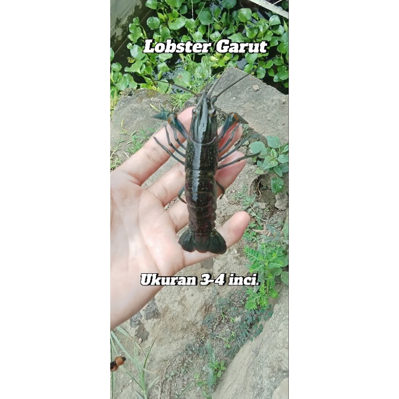 

Lobster air tawar