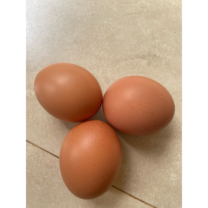 

Telur Ayam 1 Butir Fresh Premium