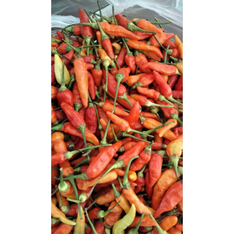 

cabe rawit kecil pedas