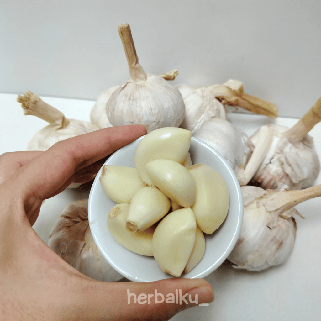 

Bawang Putih Biasa Rempah Pedas untuk Masakan