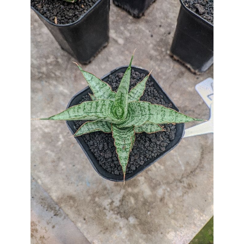 tanaman sansevieria hybrid nogogeni