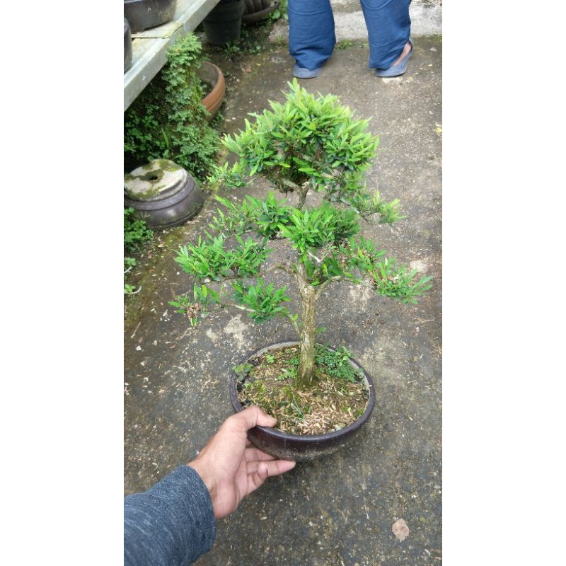 BONSAI CENDRAWASIH RIMBUN TINGGAL PAJANG