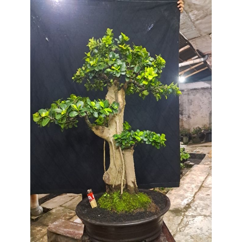 Bonsai Beringin Elegan Compacta