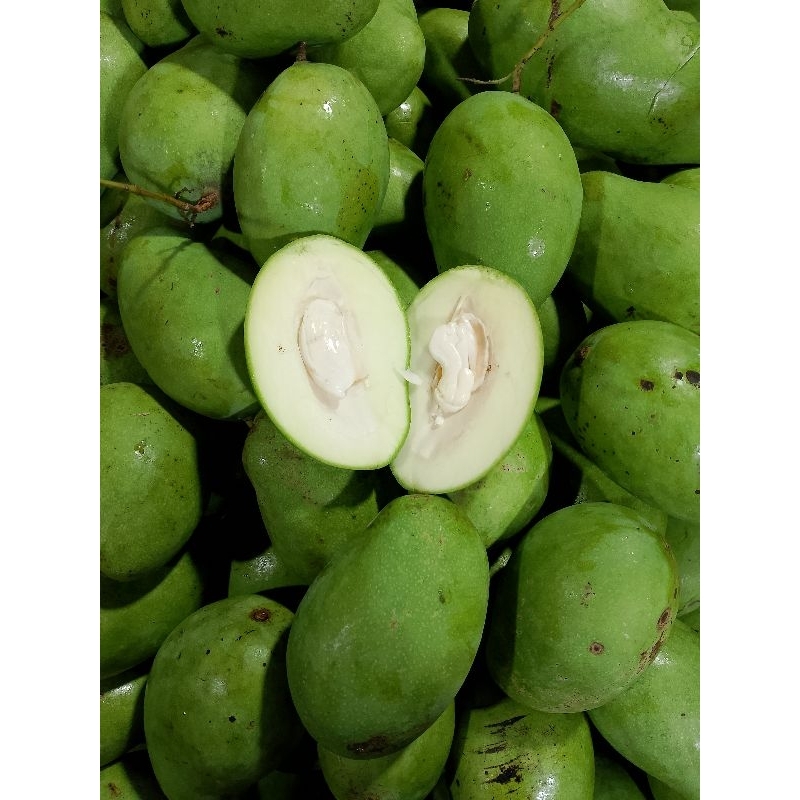 

MANGGA MUDA SATUAN 1 Buah